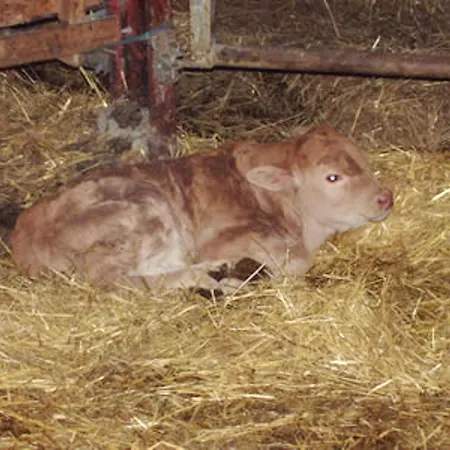 A Avec Terrasse Et Vue Montagne Feriehus