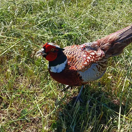 A Avec Terrasse Et Vue Montagne *