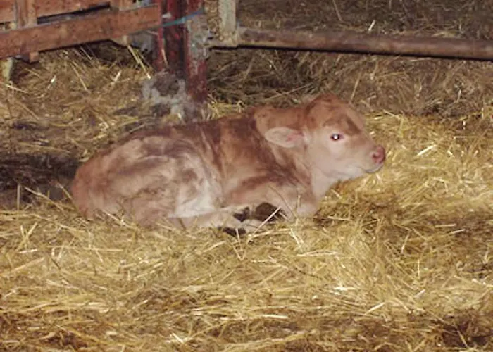 A Avec Terrasse Et Vue Montagne Prázdninový dům