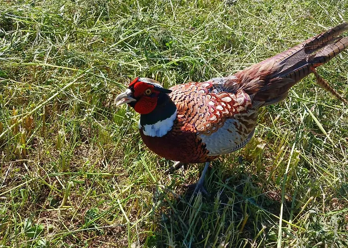 A Avec Terrasse Et Vue Montagne *